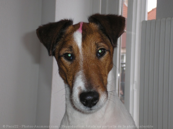 Photo de Fox terrier  poil lisse