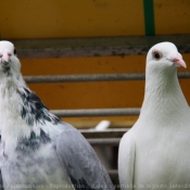 Photo de Pigeon