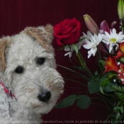 Photo de Fox terrier  poil dur