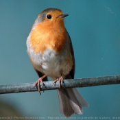 Photo de Rouge gorge