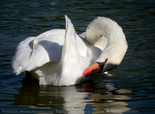 Photo de Cygne