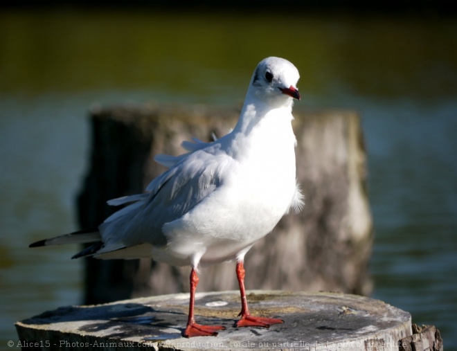 Photo de Mouette