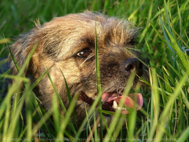 Photo de Border terrier