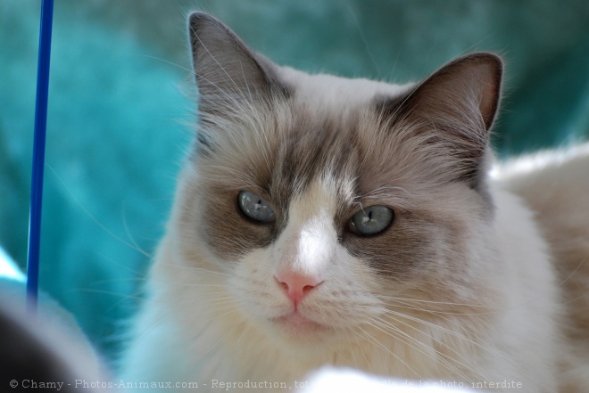 Photo de Ragdoll