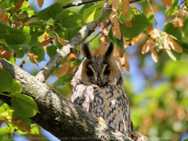 Photo de Hibou moyen-duc