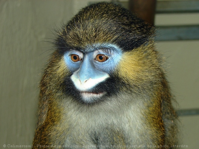 Photo de Singe