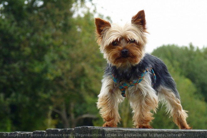 Photo de Yorkshire terrier