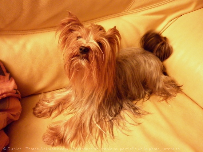 Photo de Yorkshire terrier