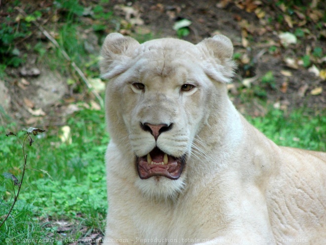 Photo de Lion