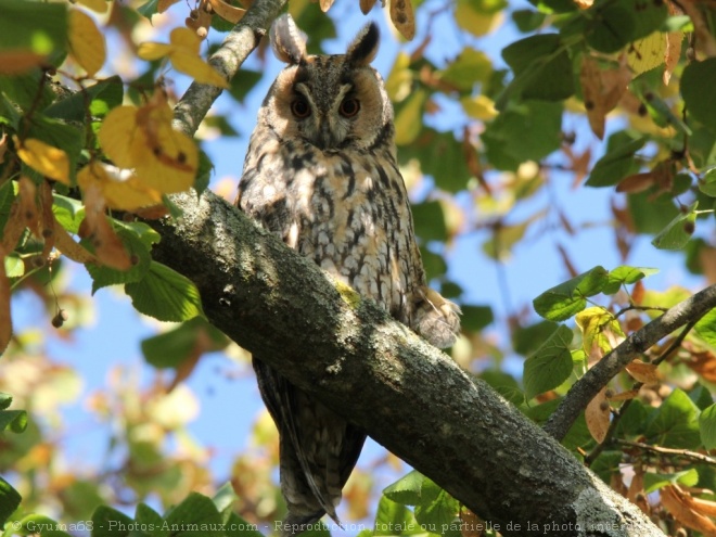 Photo de Hibou moyen-duc