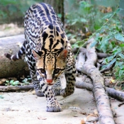 Photo d'Ocelot