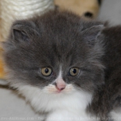 Photo de British longhair