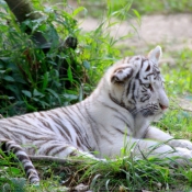 Photo de Tigre