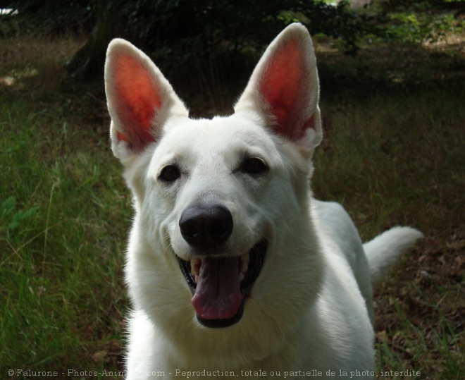 Photo de Berger blanc suisse