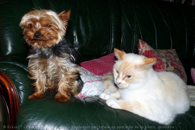 Photo de Yorkshire terrier