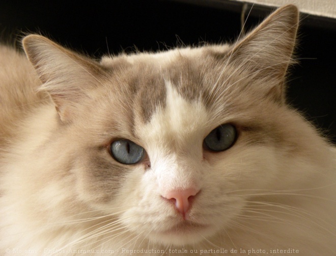 Photo de Ragdoll