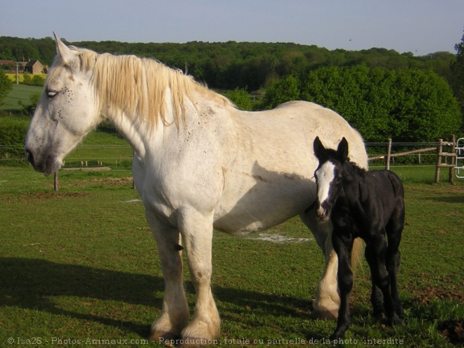 Photo de Percheron