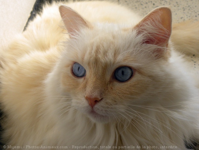 Photo de Ragdoll