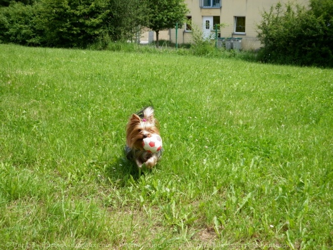 Photo de Yorkshire terrier