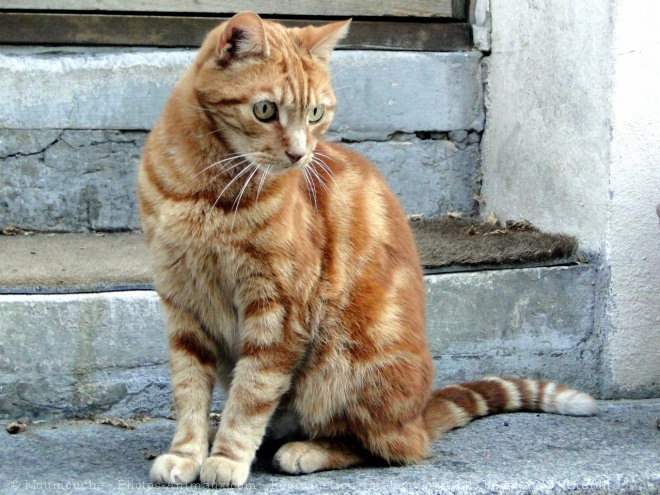 Photo de Chat domestique