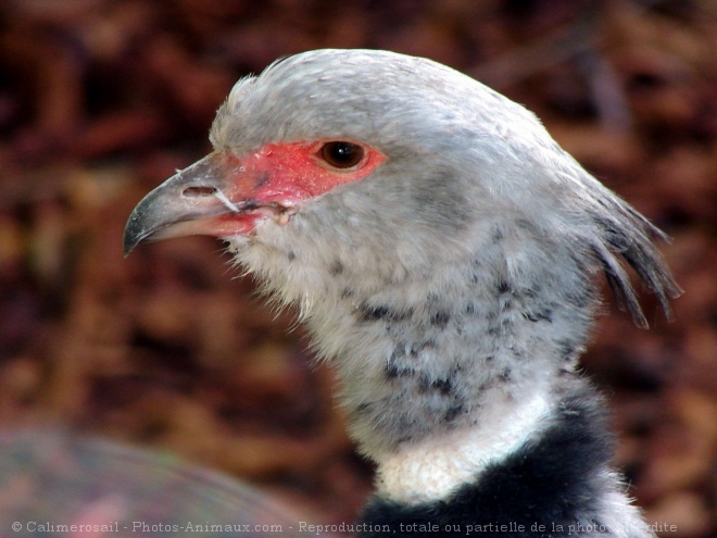 Photo de Kamichi  collier