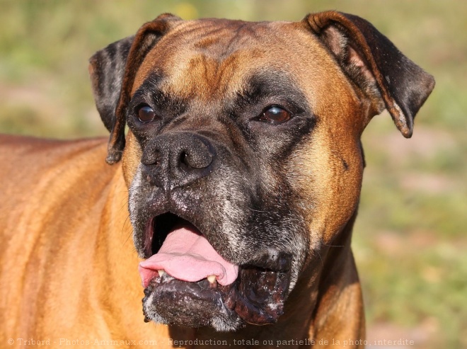 Photo de Boxer