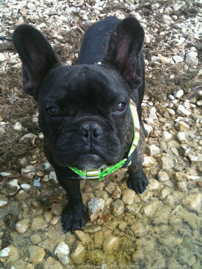 Photo de Bouledogue franais