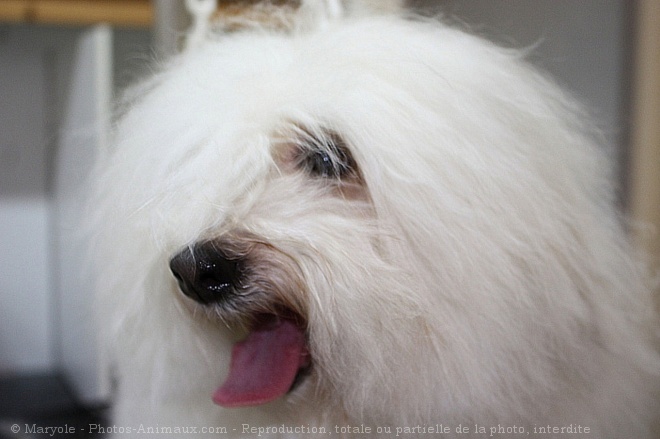 Photo de Coton de tulear