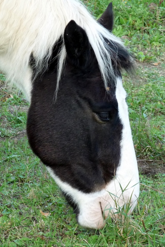 Photo de Poney (toutes races)