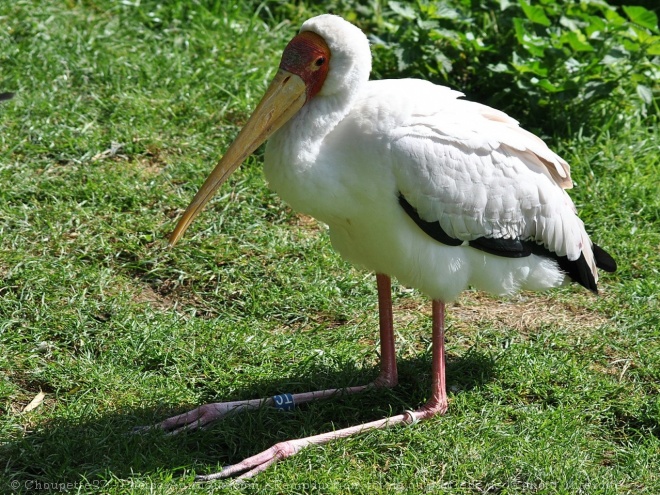 Photo d'Ibis