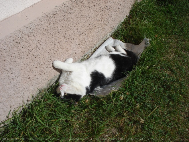 Photo de Chat domestique