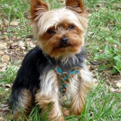 Photo de Yorkshire terrier