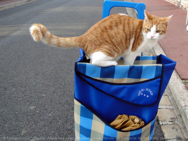 Photo de Chat domestique