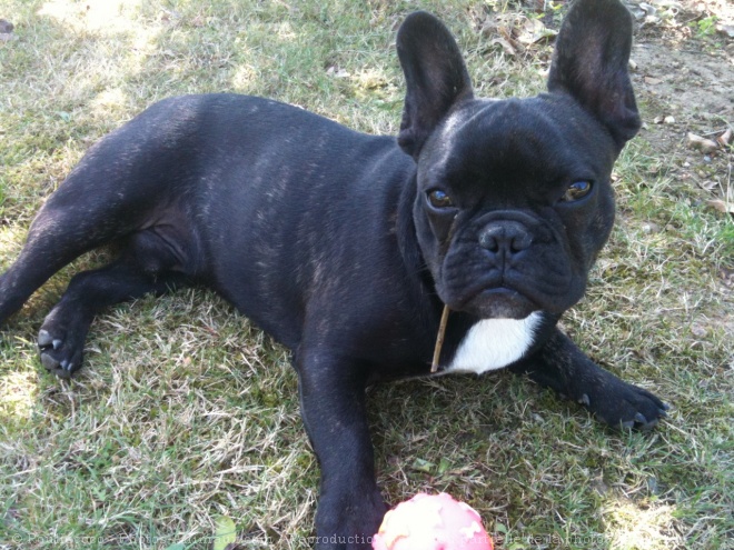 Photo de Bouledogue franais