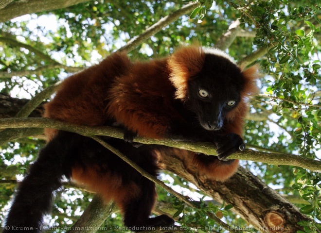 Photo de Lmurien - maki vari roux