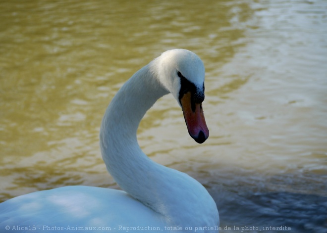 Photo de Cygne