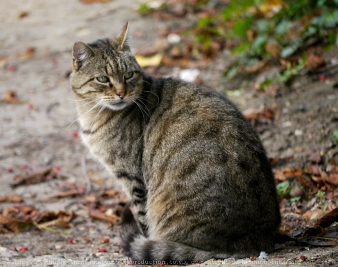 Photo de Chat domestique