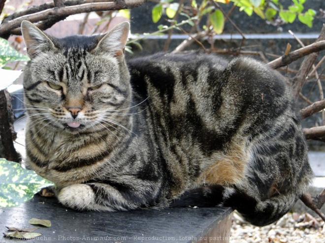 Photo de Chat domestique