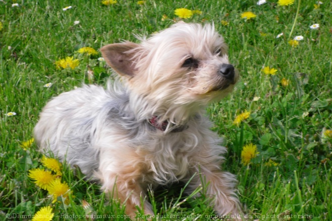 Photo de Yorkshire terrier