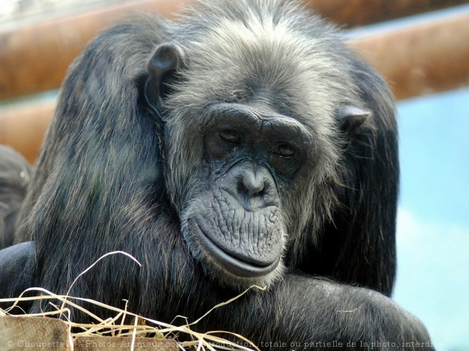 Photo de Singe - chimpanz