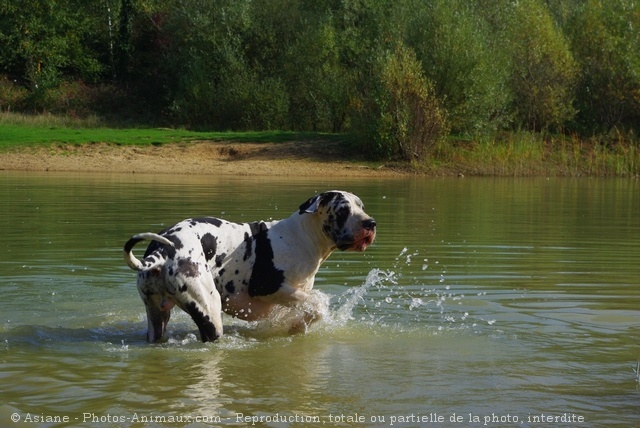 Photo de Dogue allemand