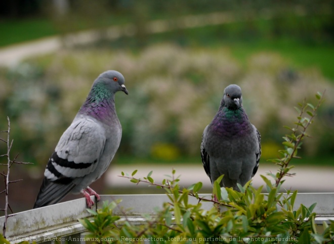 Photo de Pigeon