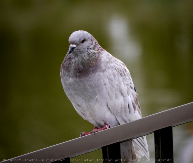 Photo de Pigeon