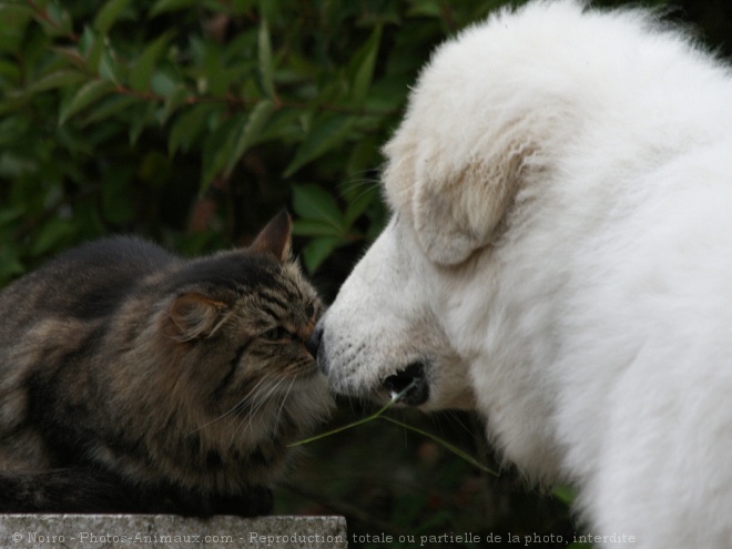 Photo de Siberien