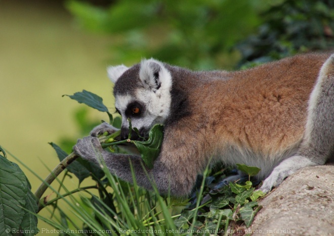 Photo de Lmurien - maki catta