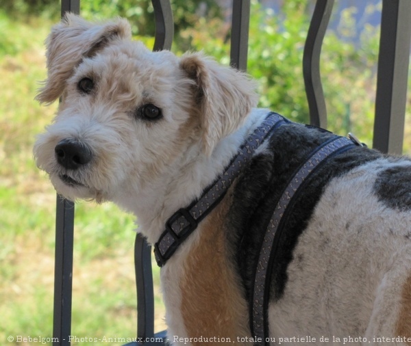 Photo de Fox terrier  poil dur