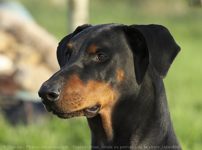 Photo de Dobermann