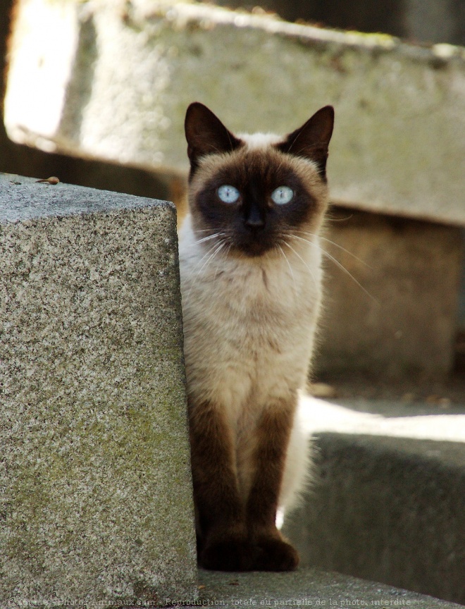 Photo de Chat domestique