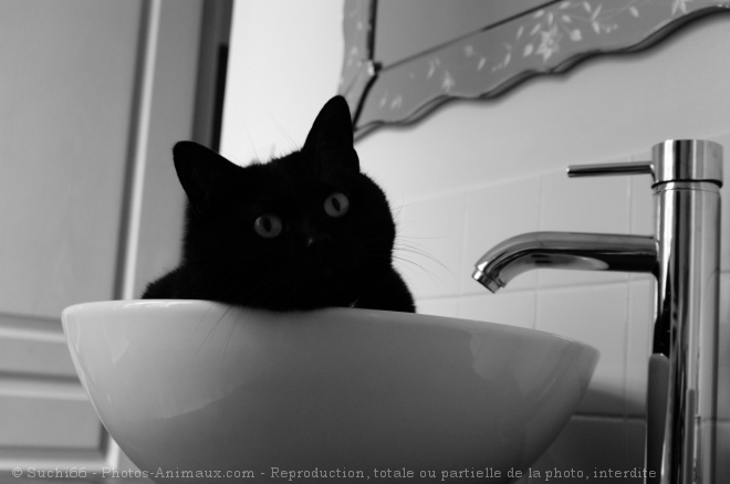 Photo de Chat domestique