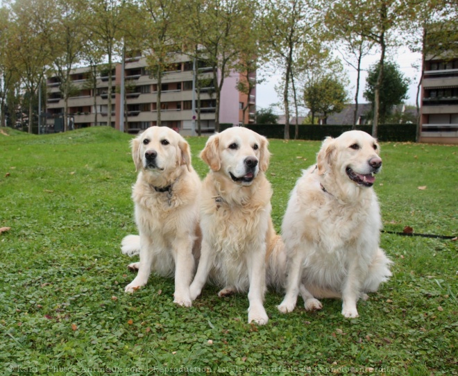 Photo de Golden retriever